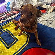Tinkerbell joined the competition — help win amazing prizes! animal, bed, bedroom, blanket, brown_dog, close_up, collar, colorful_blanket, cozy, dog, harness, home, indoors, large_eyes, looking_at_camera, pet, portrait, rumpled_bedding, sitting, small_dog