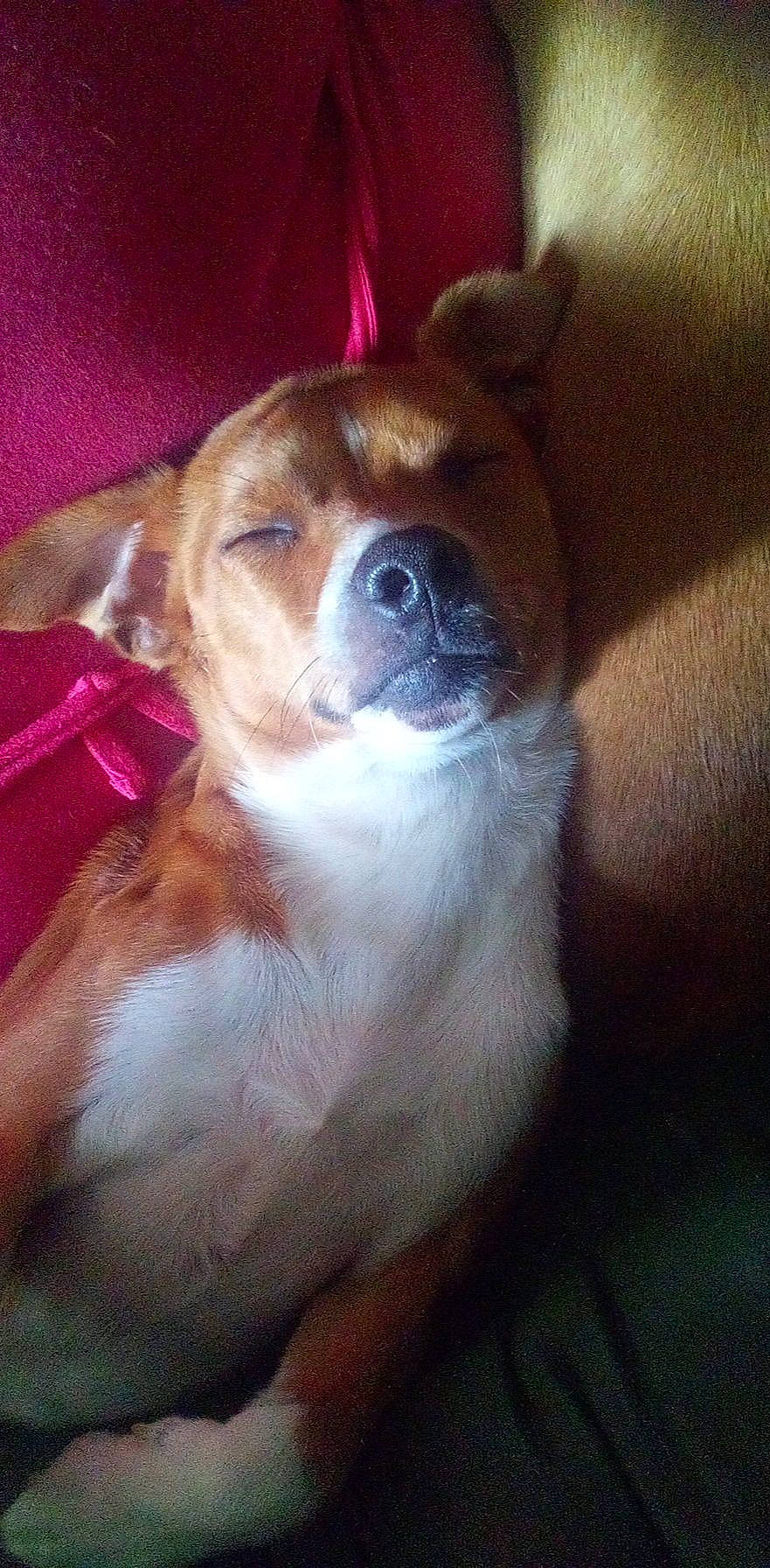 Cookie