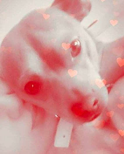 Taz
