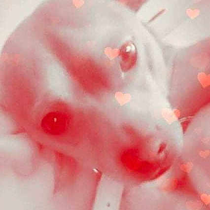 Taz