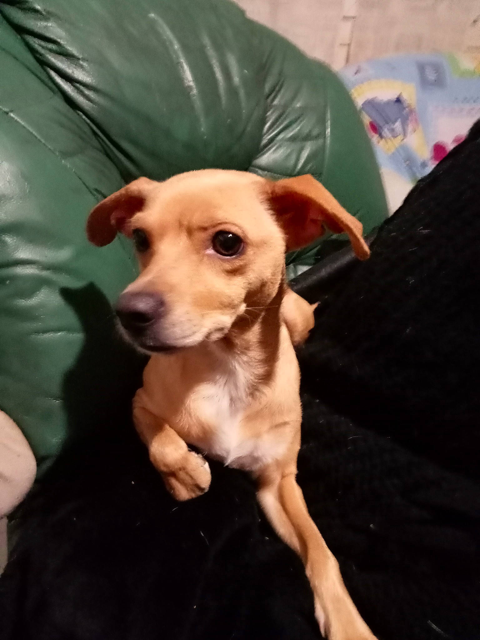 Nala