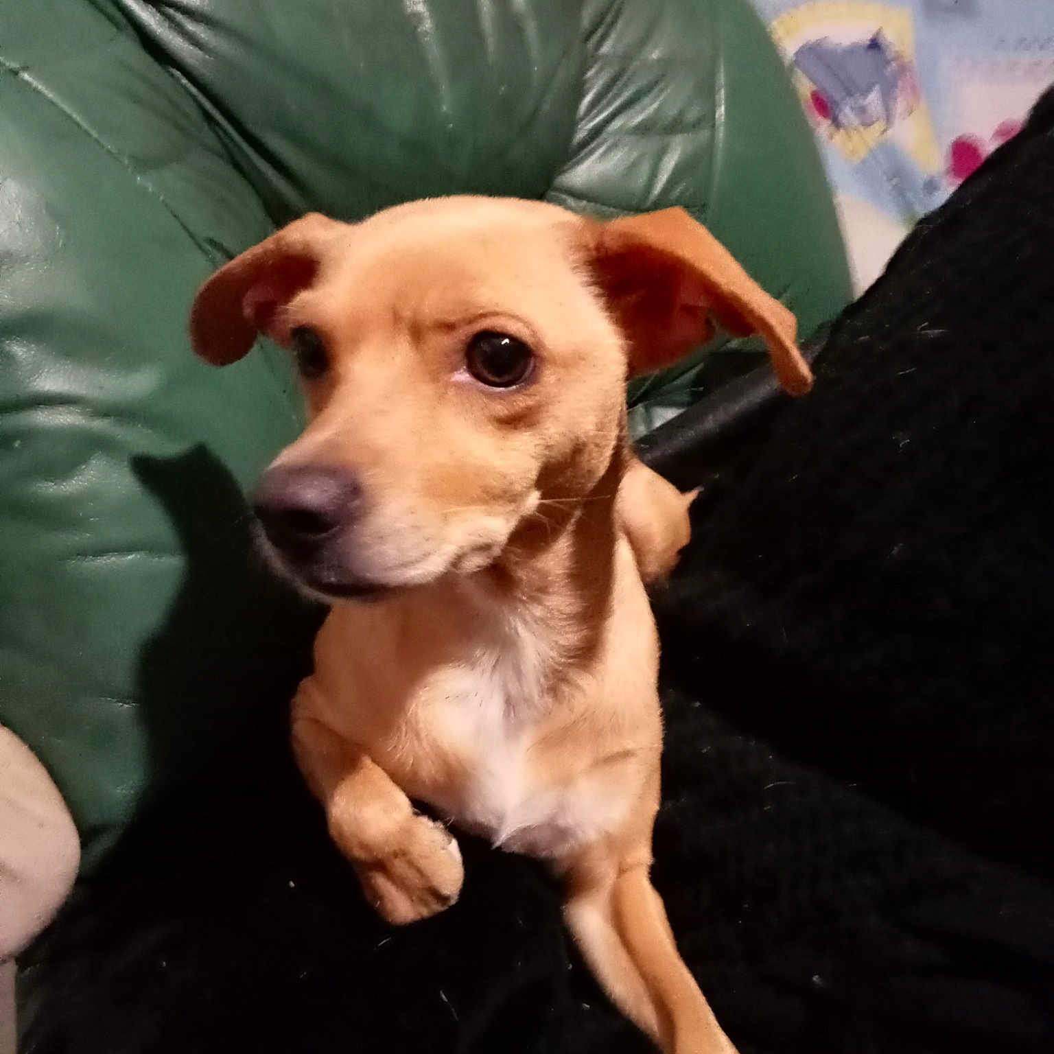 Nala