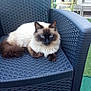 Olaf a rejoint le concours — aidez-le/la à gagner de superbes lots ! animal, blue_eyes, cat, chair, daylight, domestic_animal, feline, fluffy, fur, garden, greenery, outdoor, patio, pet, plastic_chair, relaxed, siamese_cat, sitting, tail, whiskers