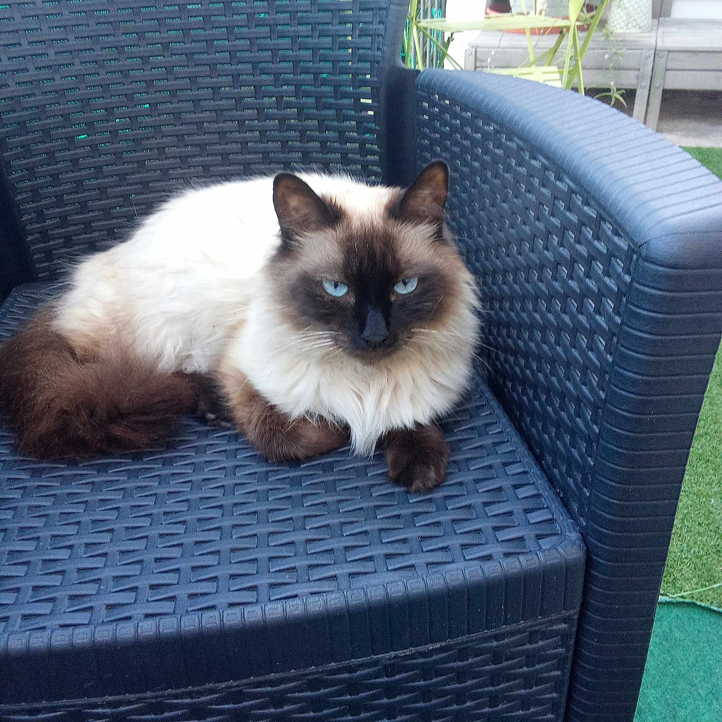 Olaf a rejoint le concours — aidez-le/la à gagner de superbes lots ! animal, blue_eyes, cat, chair, daylight, domestic_animal, feline, fluffy, fur, garden, greenery, outdoor, patio, pet, plastic_chair, relaxed, siamese_cat, sitting, tail, whiskers