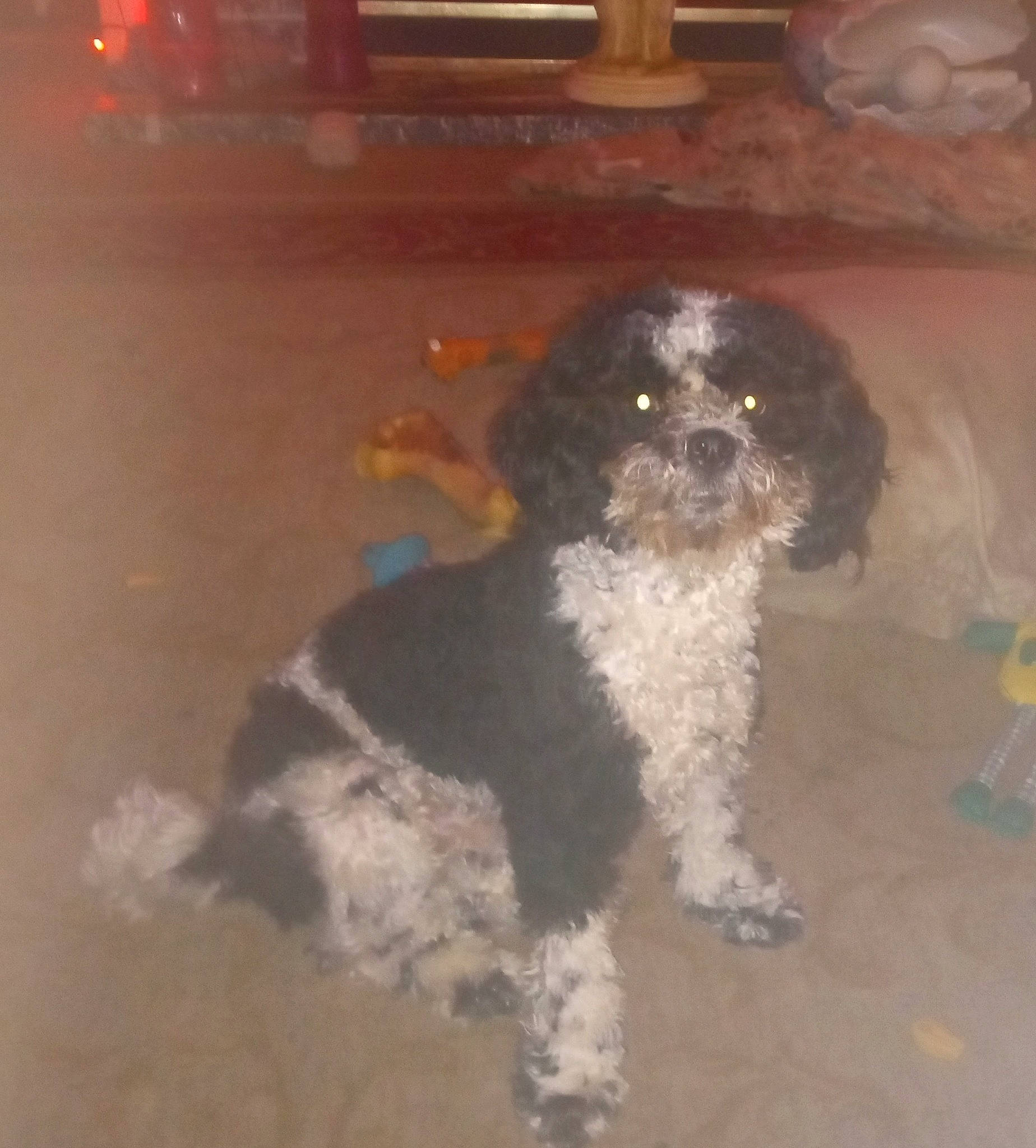 Sonnie joined the competition — help win amazing prizes! canidae, carnivore, companion_dog, corn_on_the_cob, dog, dog_breed, fur, gun_dog, liver, maltepoo, non_sporting_group, poodle, puppy, snout, sporting_group, tail, terrier, toy_dog, water_dog, working_animal