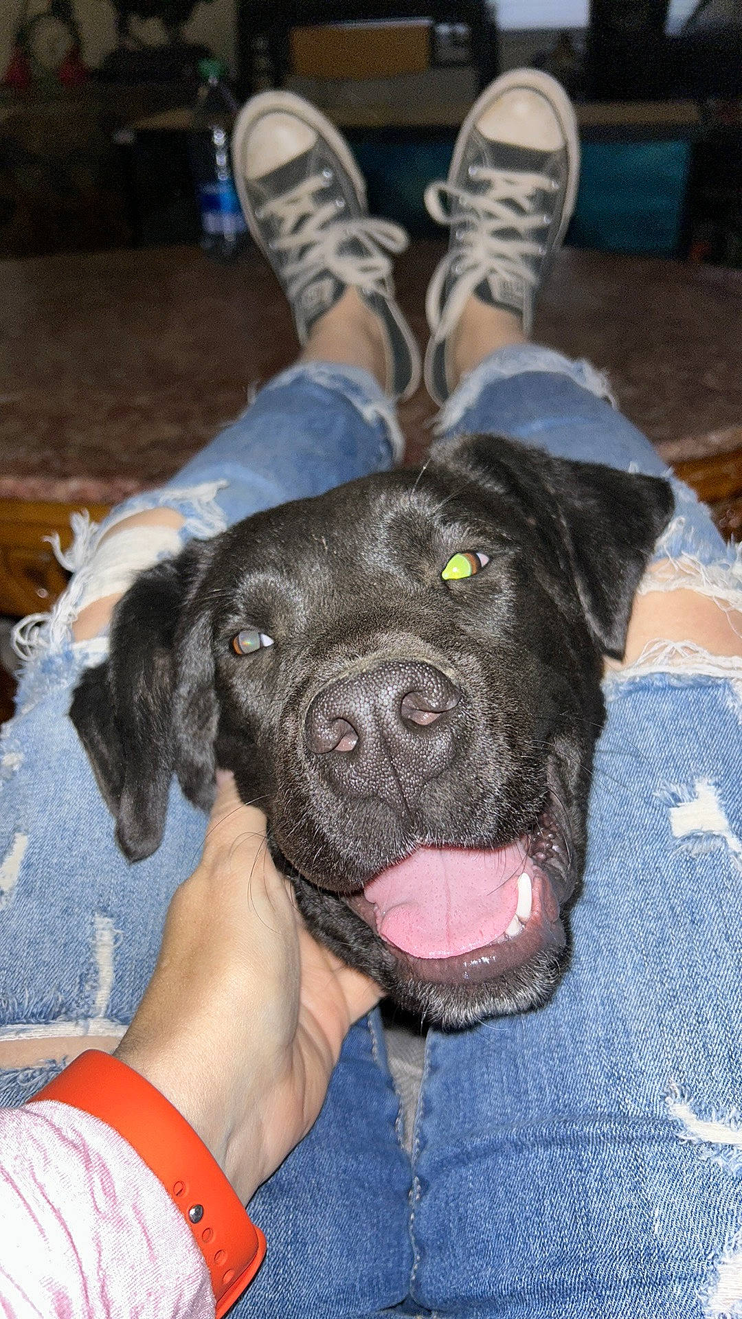 Bennett is registered to the contest to win money with this photo: canidae, carnivore, collar, comfort, companion_dog, dog, dog_breed, ear, fawn, foot, fur, guard_dog, non_sporting_group, outdoor_shoe, snout, sporting_group, walking_shoe, working_animal, working_dog