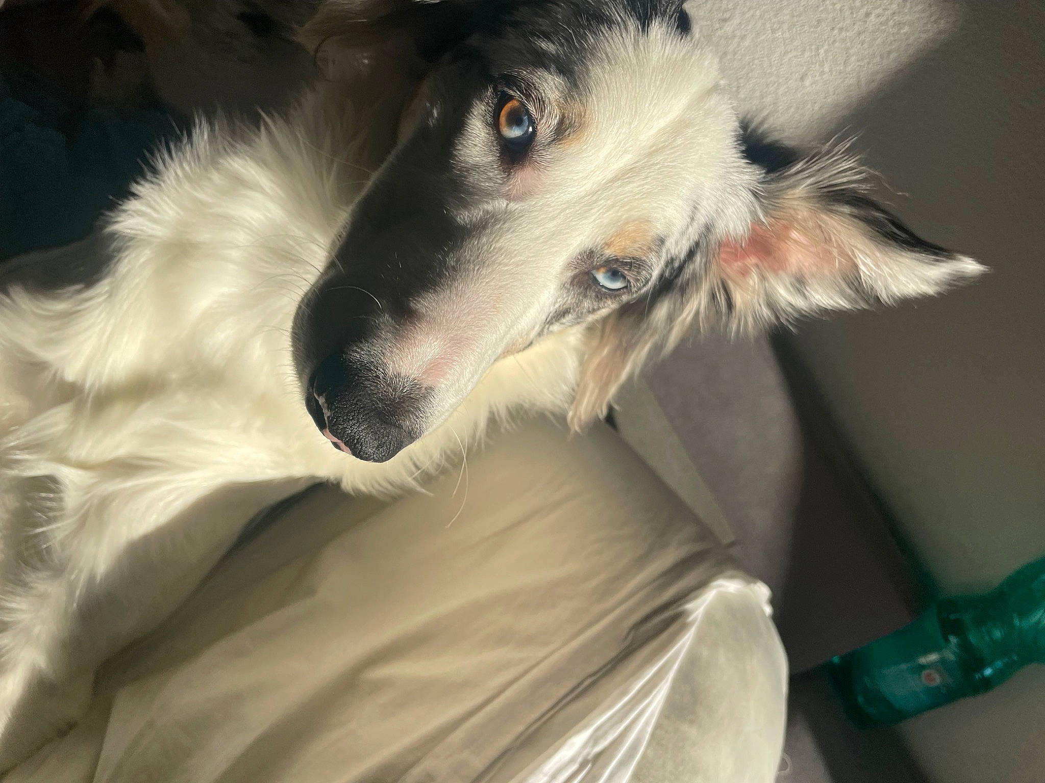 Tosca a rejoint le concours — aidez-le/la à gagner de superbes lots ! canidae, carnivore, comfort, companion_dog, dog, dog_breed, ear, fur, sighthound, silken_windhound, sporting_group, whiskers, working_animal