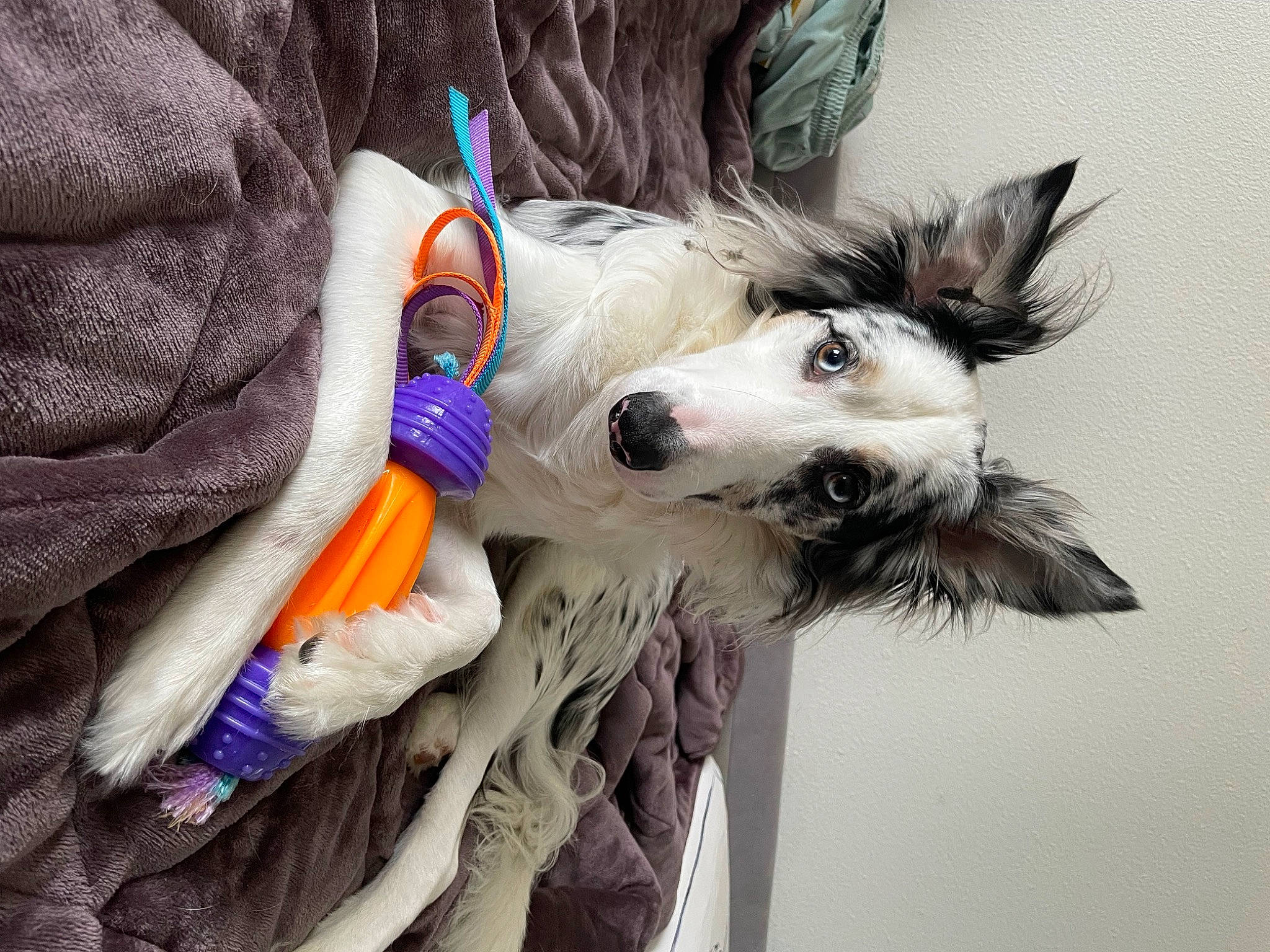 Tosca participe au concours pour gagner de l'argent avec cette photo : canidae, carnivore, companion_dog, dog, dog_breed, dog_clothes, dog_supply, electric_blue, eyelash, eyewear, fashion_accessory, fawn, feather, fur, leash, sporting_group, toy, toy_dog, whiskers, wing