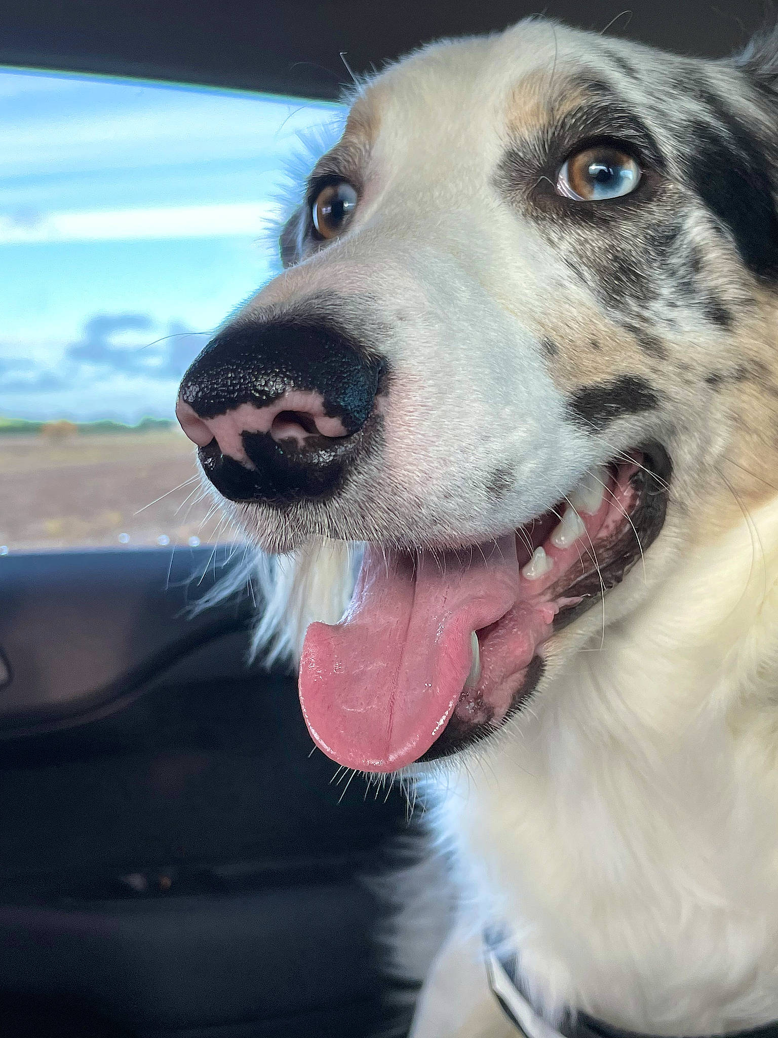 Tosca a rejoint le concours — aidez-le/la à gagner de superbes lots ! carnivore, collar, companion_dog, dog, dog_breed, dog_collar, fang, foot, fur, herding_dog, paw, pet_supply, sky, snout, sporting_group, vehicle_door, whiskers, windshield, working_animal, working_dog