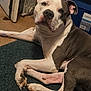 Zeus Darnell is registered to the contest to win money with this photo: animal, brown_and_white, canine, carpet, companion, dog, domestic, ears, floor, fur, household, indoor, lying_down, nose, paw, pet, quiet, radiator, relaxed, storage_tote