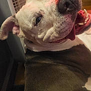Zeus Darnell is registered to the contest to win money with this photo: animal, background, canine, close_up, dog, domestic, ears, face, fan, fur, happy, home, indoor, mouth, nose, pet, playful, smiling, teeth, tongue_out