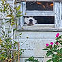 Zeus Darnell joined the competition — help win amazing prizes! animal, colorful, curious, dog, face, flora, flower, garden, greenery, nature, old_house, outdoor, peaceful, pet, plant, resting, rustic, sill, window, wooden_window