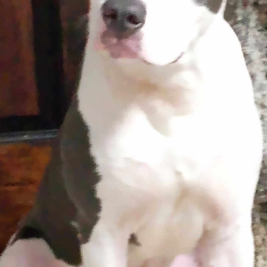 Zeus Darnell is registered to the contest to win money with this photo: animal, bostonbull, boxer, bulldog, canine, cat, dalmatian, dog, greatdane, hound, husky, labradorretriever, pet, pitbull, puppy, snout, terrier, whitedog