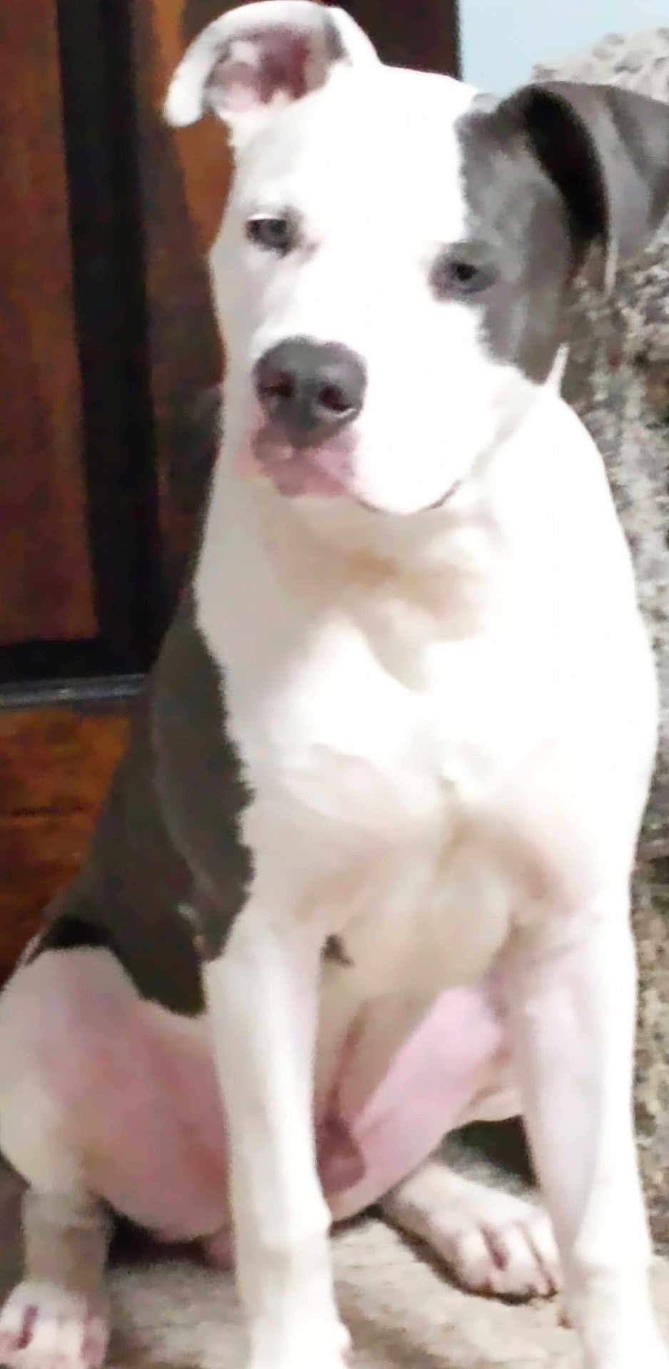 Zeus Darnell is registered to the contest to win money with this photo: animal, bostonbull, boxer, bulldog, canine, cat, dalmatian, dog, greatdane, hound, husky, labradorretriever, pet, pitbull, puppy, snout, terrier, whitedog