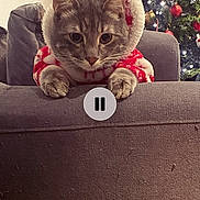 Sirius participe au concours pour gagner de l'argent avec cette photo : cat, christmas_tree, holiday, festive, hoodie, couch, indoor, pet, decorations, lights, technology, music_player, screen, cozy, animal, feline, relaxed, home, background, soft_lighting