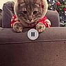 cat, christmas_tree, holiday, festive, hoodie, couch, indoor, pet, decorations, lights, technology, music_player, screen, cozy, animal, feline, relaxed, home, background, soft_lighting