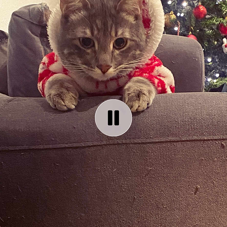Sirius participe au concours pour gagner de l'argent avec cette photo : cat, christmas_tree, holiday, festive, hoodie, couch, indoor, pet, decorations, lights, technology, music_player, screen, cozy, animal, feline, relaxed, home, background, soft_lighting