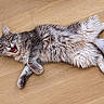 Onyx participe au concours pour gagner de l'argent avec cette photo : cat, gray_cat, fluffy, fur, wooden_floor, pet, animal, lying_down, playful, mouth_open, eyes, ears, whiskers, indoor, cute, feline, expression, relaxed, home, domestic