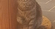Onyx a rejoint le concours — aidez-le/la à gagner de superbes lots ! cat, tabby, fluffy, pet, indoor, wooden_base, toy, floor, tile, paw, sitting, animal, feline, cute, domestic, fur, whiskers, ears, eyes, background