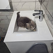 Onyx a rejoint le concours — aidez-le/la à gagner de superbes lots ! kitten, cat, sink, bathroom, faucet, marble_tiles, gray_cat, fluffy, pet, curious, indoor, clean, white_sink, chrome, tile_wall, small_animal, cute, domestic_cat, resting, looking_up