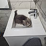 kitten, cat, sink, bathroom, faucet, marble_tiles, gray_cat, fluffy, pet, curious, indoor, clean, white_sink, chrome, tile_wall, small_animal, cute, domestic_cat, resting, looking_up