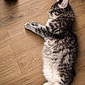 Onyx participe au concours pour gagner de l'argent avec cette photo : cat, tabby, sleeping, fluffy, pet_bowl, wooden_floor, indoor, feline, relaxed, fur, animal, paw, tail, mammal, domestic, resting, cute, cozy, quiet, calm