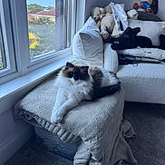 Annabelle June is registered to the contest to win money with this photo: cat, fluffy_cat, window, blanket, ottoman, stuffed_animals, plush_toys, couch, indoor, carpet, sunlight, relaxed, pet, cozy, knit, home, daylight, animal, fur, resting