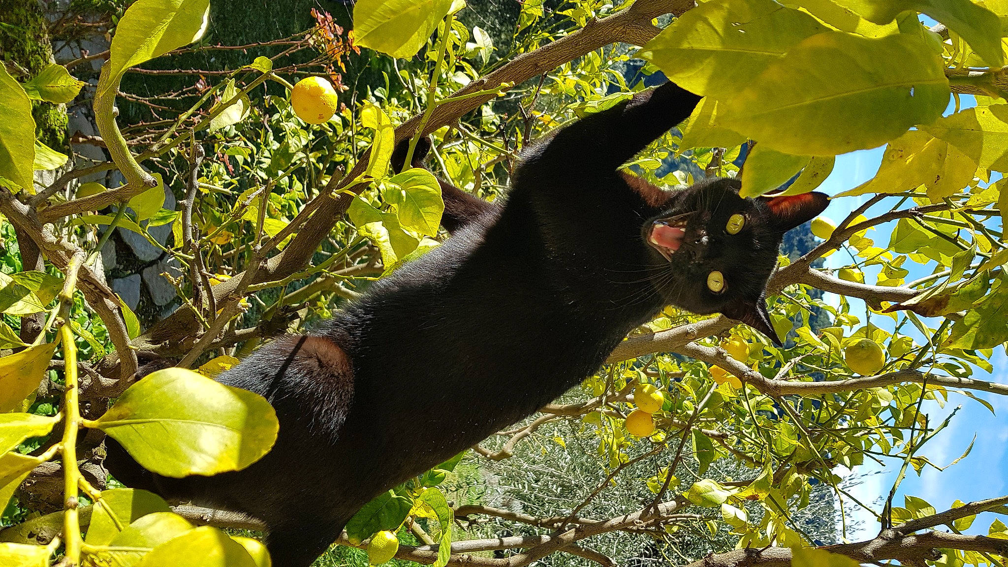 Chaton participe au concours pour gagner de l'argent avec cette photo : branch, carnivore, cat, deciduous, felidae, flowering_plant, fur, organism, plant, small_to_medium_sized_cats, spring, sunlight, tail, terrestrial_animal, tree, trunk, twig, vertebrate, wildlife, woody_plant