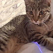 Lulu Anne joined the competition — help win amazing prizes! animal, bed, blanket, cat, closeup, collar, curious, cute, domestic, eyes, feline, fur, indoor, paws, pet, playing, resting, striped, tabby, whiskers