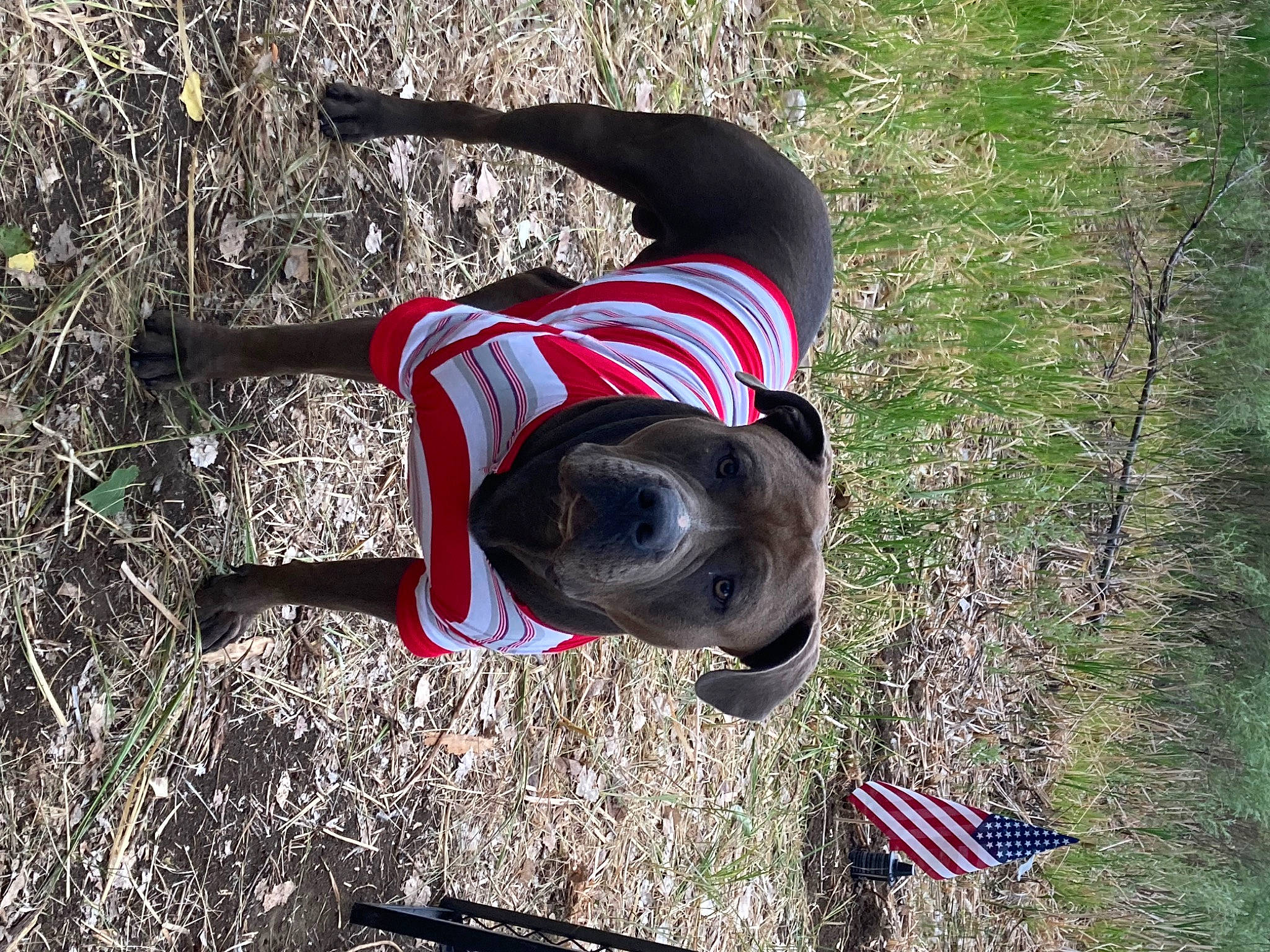 Elway is registered to the contest to win money with this photo: canidae, carmine, carnivore, companion_dog, dog, dog_breed, dog_supply, flag, flag_day_usa, flag_of_the_united_states, grass, grassland, people_in_nature, plant, recreation, soil, sporting_group, sunglasses, tree, working_animal