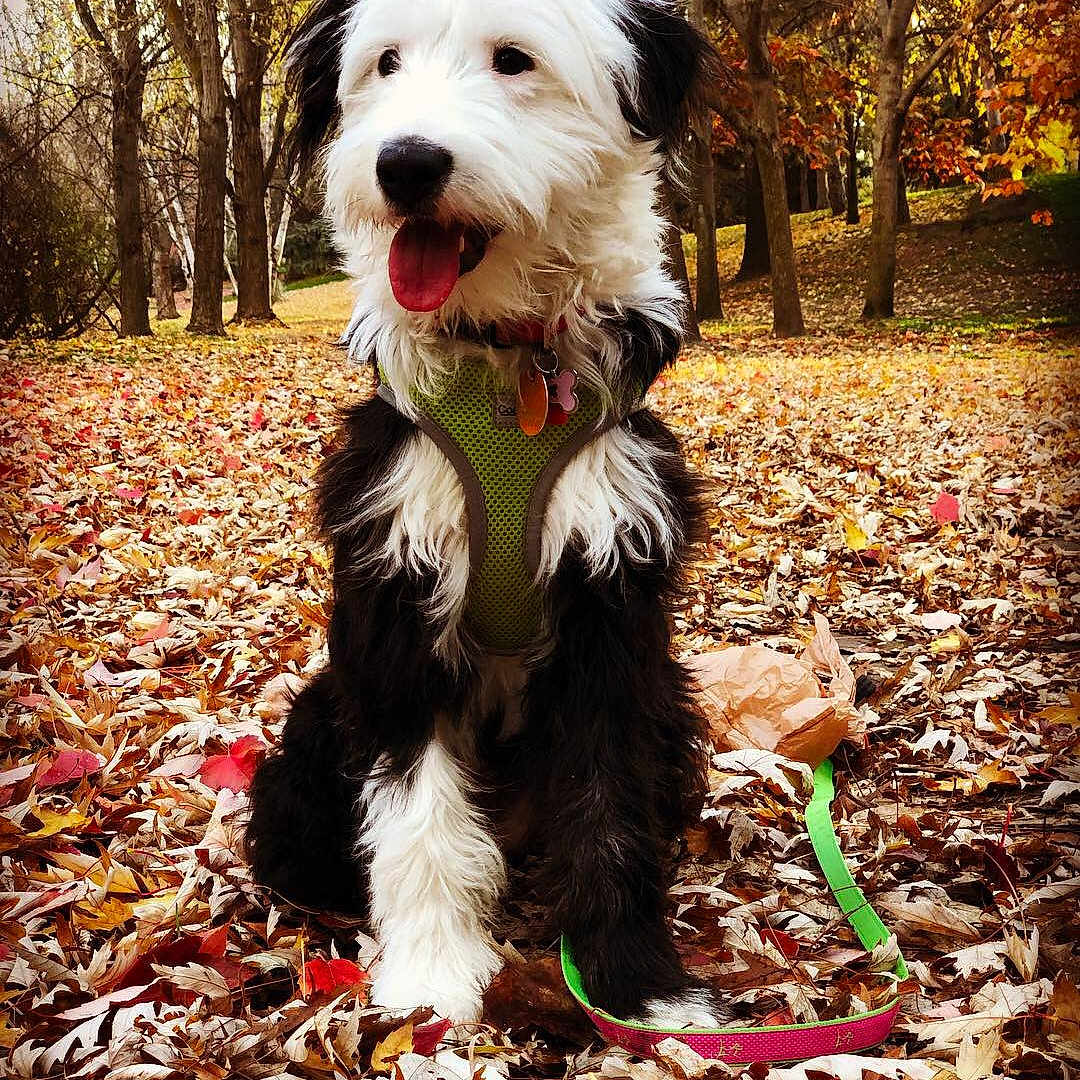 Dollie joined the competition — help win amazing prizes! autumn, canidae, carnivore, companion_dog, dog, dog_breed, leaf, mammal, old_english_sheepdog, petit_basset_griffon_vendeen, puppy, schnoodle, sporting_group, sporting_lucas_terrier, terrier, tibetan_terrier, tree, vertebrate, west_highland_white_terrier, working_dog