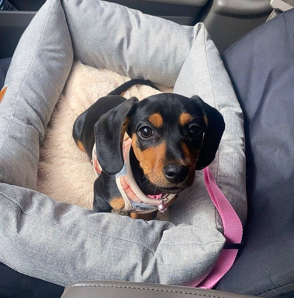 Bonnie joined the competition — help win amazing prizes! canidae, carnivore, collar, comfort, companion_dog, couch, dog, dog_breed, dog_supply, grey, head_restraint, pet_supply, sitting, sporting_group, toy_dog, working_animal, working_dog