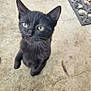 black_cat, kitten, animal, pet, outdoor, curious, green_eyes, standing, concrete_floor, whiskers, ears, young_cat, looking_up, close_up, feline, cute, small, mammal, playful, domestic_cat