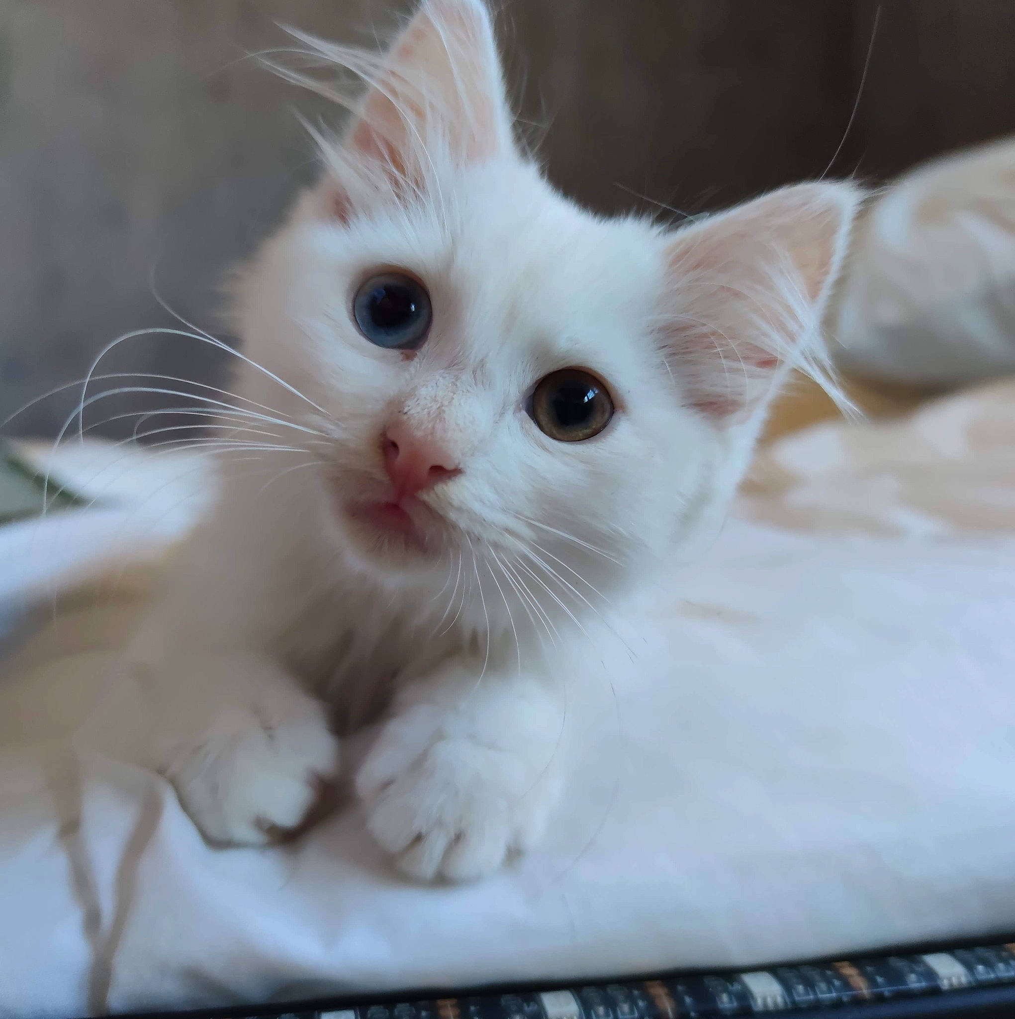 Izzi participe au concours pour gagner de l'argent avec cette photo : carnivore, cat, cat_supply, claw, comfort, domestic_short_haired_cat, ear, fawn, felidae, fur, iris, paw, small_to_medium_sized_cats, snout, tail, whiskers