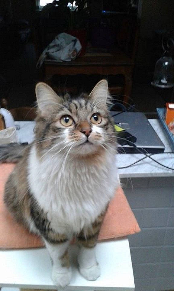 Paga a rejoint le concours — aidez-le/la à gagner de superbes lots ! art, box, british_longhair, carnivore, cat, computer_keyboard, domestic_short_haired_cat, fawn, felidae, fur, small_to_medium_sized_cats, snout, tail, terrestrial_animal, whiskers, window, wood