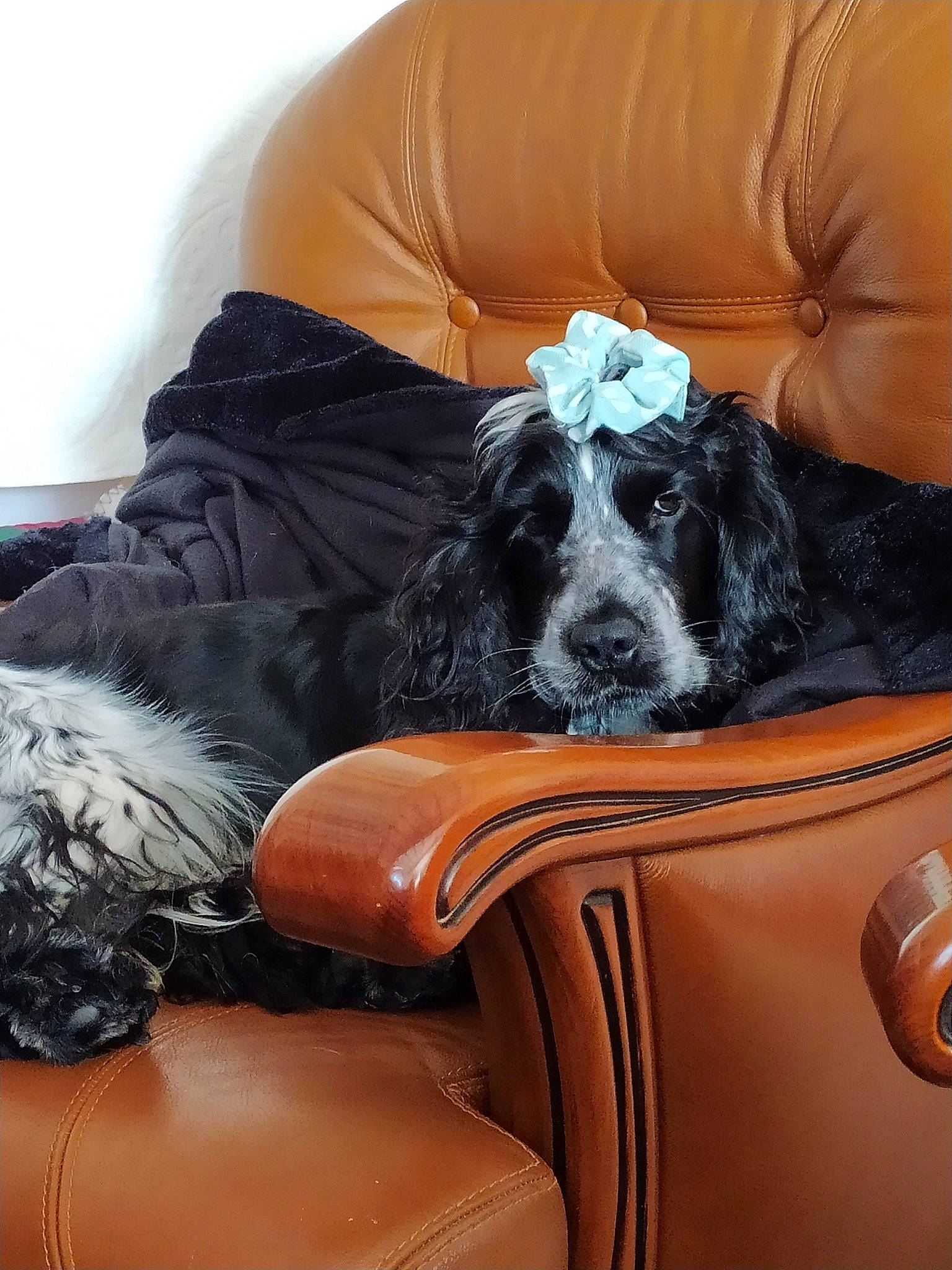 Bounty participe au concours pour gagner de l'argent avec cette photo : canidae, carnivore, chair, comfort, companion_dog, dog, dog_breed, dog_collar, fawn, fur, furniture, hairstyle, liver, mammal, sitting, snout, sporting_group, toy_dog, vertebrate, working_animal