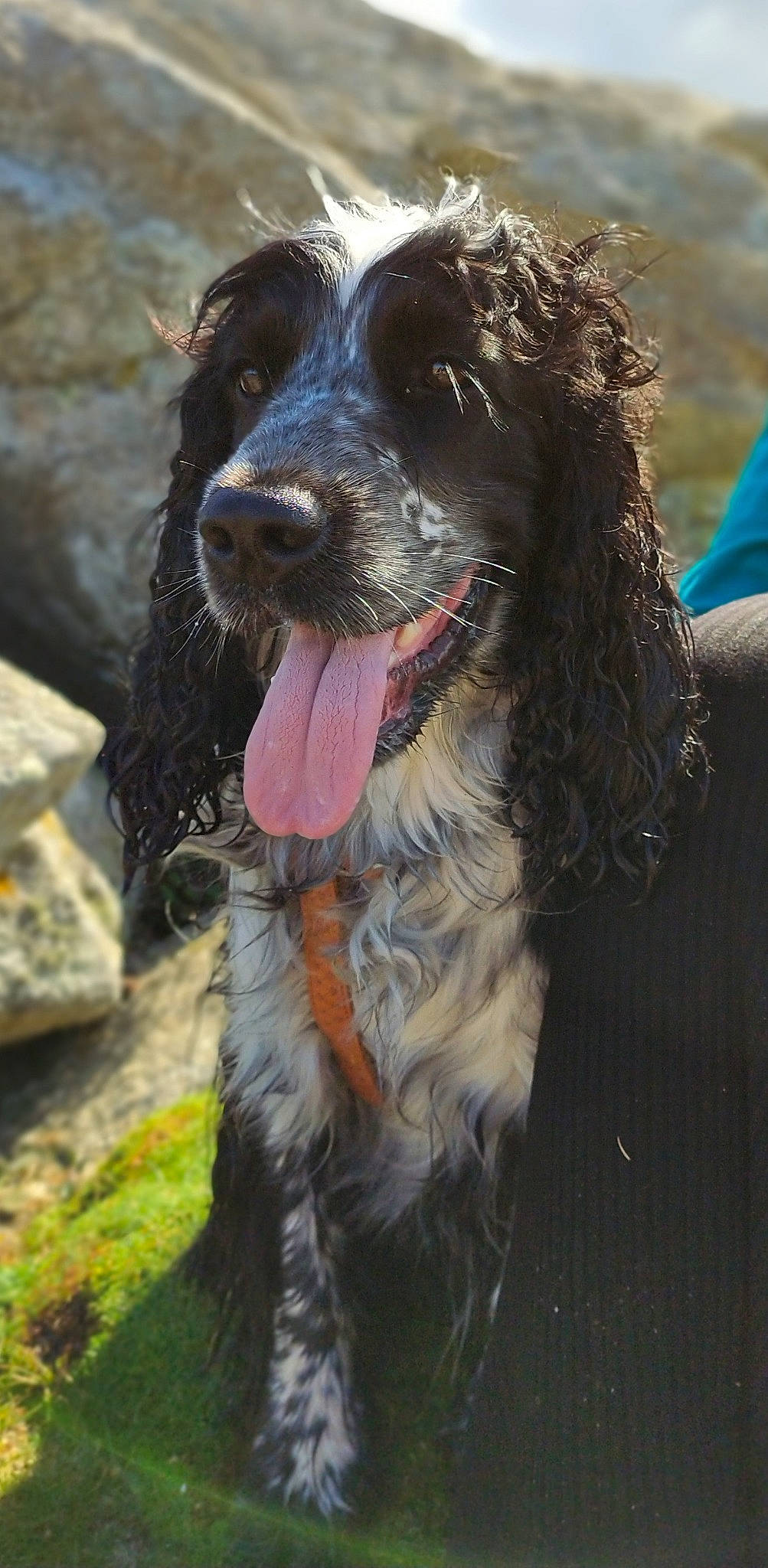 Bounty participe au concours pour gagner de l'argent avec cette photo : canidae, carnivore, cocker_spaniel, companion_dog, dog, dog_breed, dog_collar, fang, fur, gun_dog, hunting_dog, liver, pointing_breed, retriever, spaniel, sporting_group, water_dog, working_animal, working_dog