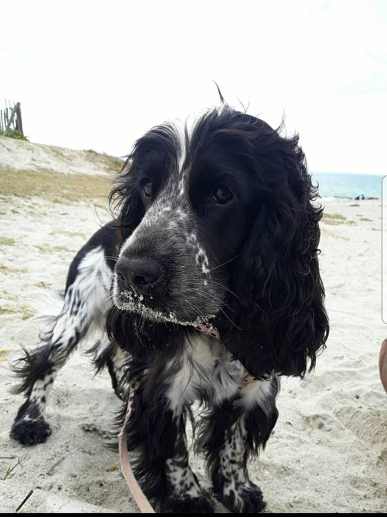 Bounty participe au concours pour gagner de l'argent avec cette photo : beach, canidae, carnivore, cloud, companion_dog, dog, dog_breed, dog_collar, fur, gun_dog, happy, ocean, sky, snout, spaniel, sporting_group, water, water_dog, wind_wave, working_animal