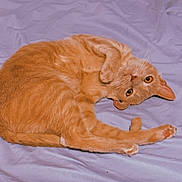 Penelope is registered to the contest to win money with this photo: cat, orange_cat, pet, animal, feline, cute, playful, curled_up, bed, blanket, soft, fur, whiskers, ears, paws, indoor, resting, looking, relaxed, domestic_animal