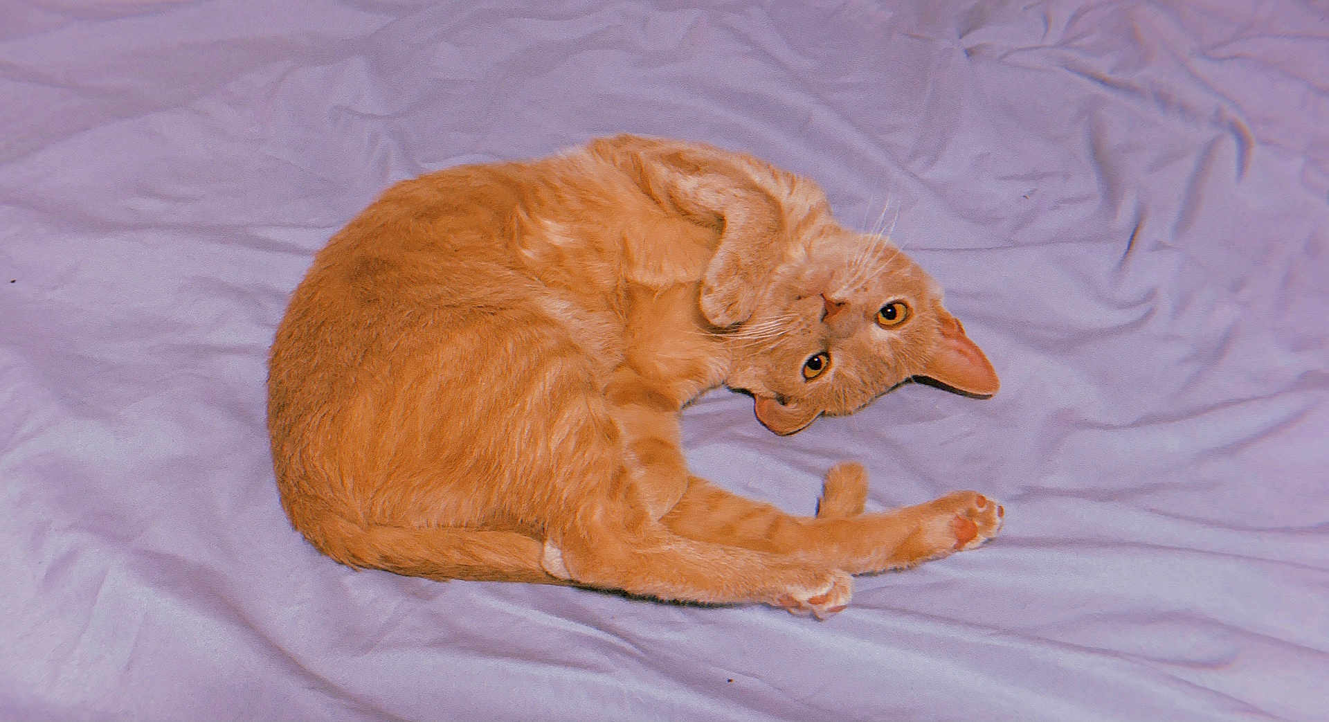 Penelope is registered to the contest to win money with this photo: cat, orange_cat, pet, animal, feline, cute, playful, curled_up, bed, blanket, soft, fur, whiskers, ears, paws, indoor, resting, looking, relaxed, domestic_animal