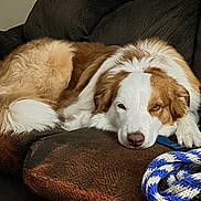 Nuno is registered to the contest to win money with this photo: animal, blanket, brown, canine, comfort, couch, cozy, dog, domestic, fur, furniture, home, indoor, laying, pet, relaxed, resting, rope_toy, sleepy, white