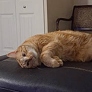 Liberty is registered to the contest to win money with this photo: black_leather, cat, chair, claws, domestic, door, ears, eyes, fur, furniture, indoor, knob, lounging, orange_tabby, pet, relaxed, resting, stitching, whiskers, zebra_pattern