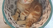 Liberty is registered to the contest to win money with this photo: abyssinian, animal, basket, bed, bowl, bucket, cat, furniture, hardwood, kitten, manx, mixingbowl, pet, siamese, wood