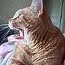 Liberty is registered to the contest to win money with this photo: animal, bed, blanket, cat, close_up, comfortable, domestic_cat, feline, fur, indoor, mouth_open, orange_tabby, pet, relaxed, resting, sleepy, soft_light, tongue, whiskers, yawning