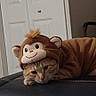 Liberty is registered to the contest to win money with this photo: animal, animal_clothing, black_leather, brown, cat, costume, cute, door, ears, expression, face, funny, fur, home, indoor, lying_down, monkey, pet, relaxed, whiskers