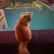 Garfield a rejoint le concours — aidez-le/la à gagner de superbes lots ! cat, orange_cat, pool, night, reflection, string_lights, outdoor, fence, chairs, plants, patio, water, fluffy, tail, quiet, evening, animal, pet, back_view, calm