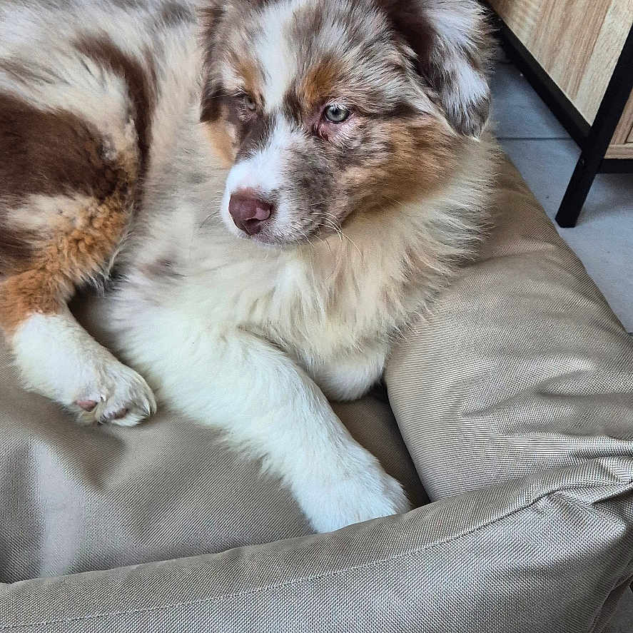 Vox a rejoint le concours — aidez-le/la à gagner de superbes lots ! animal, architecture, building, canine, cat, cockerspaniel, couch, cushion, dog, furniture, homedecor, indoors, interiordesign, kitten, livingroom, person, pet, puppy, room, sleeping