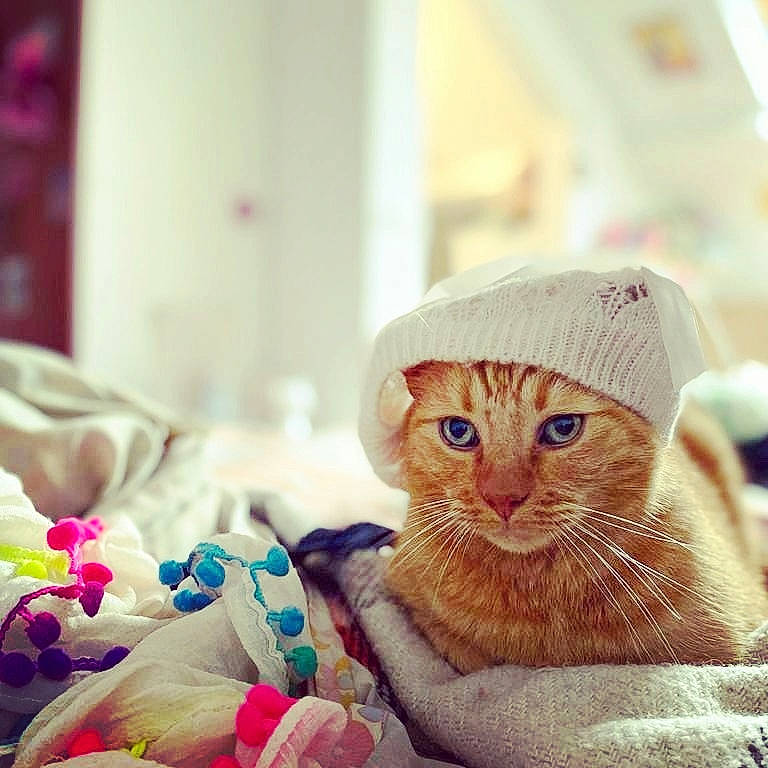 Hitty participe au concours pour gagner de l'argent avec cette photo : cap, carnivore, cat, child, comfort, domestic_short_haired_cat, fashion_accessory, fawn, felidae, fur, happy, hat, linens, selfie, sitting, small_to_medium_sized_cats, thread, whiskers, wood, wool
