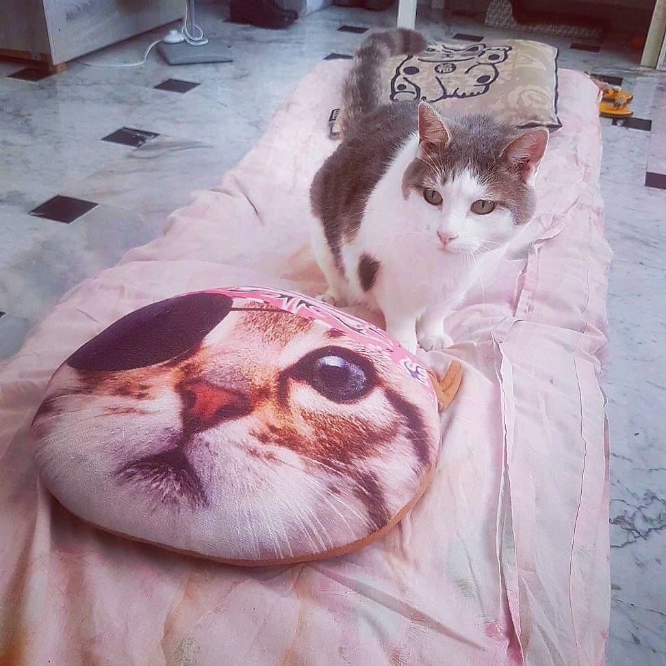 Héra a rejoint le concours — aidez-le/la à gagner de superbes lots ! carnivore, cat, comfort, domestic_short_haired_cat, fawn, felidae, flooring, fur, pattern, photograph, pink, small_to_medium_sized_cats, snapshot, snout, tail, terrestrial_animal, whiskers, white