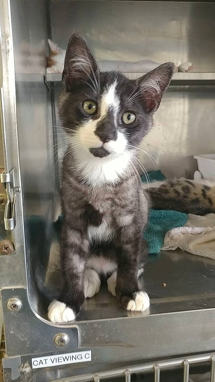 Yumi participe au concours pour gagner de l'argent avec cette photo : box, carnivore, cat, domestic_short_haired_cat, felidae, fur, gas, paw, small_to_medium_sized_cats, snout, tail, whiskers